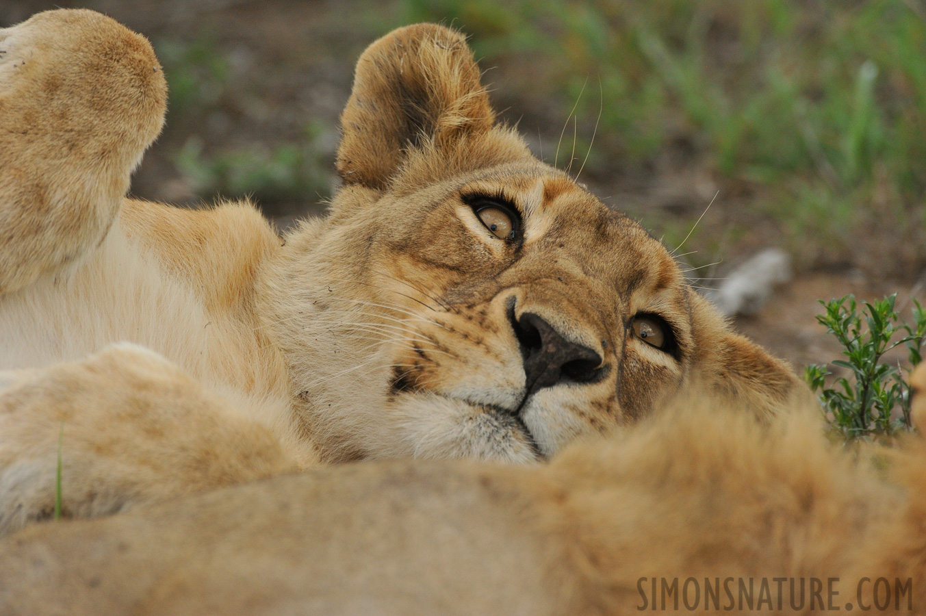 Panthera leo melanochaita [550 mm, 1/800 Sek. bei f / 8.0, ISO 1600]